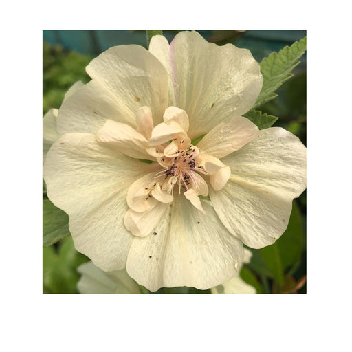 Malva 6 Plant Collection - Dispatches from 10th April - Plants2Gardens