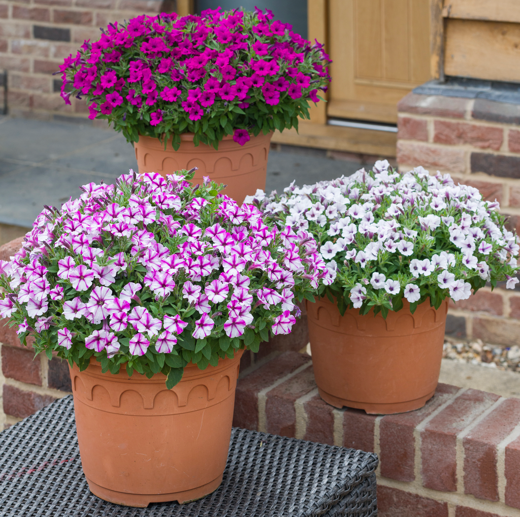 Buy Petunias Online from Plants2Gardens
