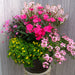 Instant Summer Container Collection - Plants2Gardens