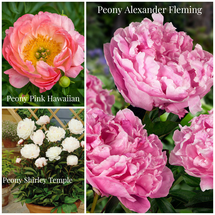 Victorian Plant Supports Pair with 3 Free Bare Root Peonies