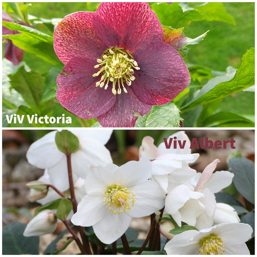 Hellebore ViV Victoria & ViV Albert - Plants2Gardens
