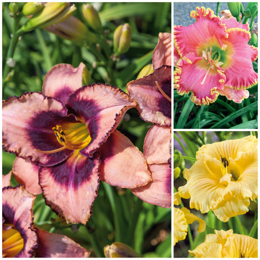 Hemerocallis Collection 3 x Bare Root - Dispatches from 11th March - Plants2Gardens