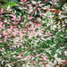 Nandina Twilight - Plants2Gardens