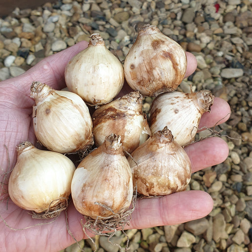 Lucky Dip 20x Iris and 20x Dwarf Narcissus - Plants2Gardens