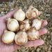 Lucky Dip 20x Iris and 20x Dwarf Narcissus - Plants2Gardens