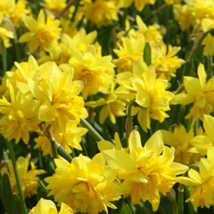 Lucky Dip 20x Iris and 20x Dwarf Narcissus - Plants2Gardens