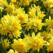 Lucky Dip 20x Iris and 20x Dwarf Narcissus - Plants2Gardens