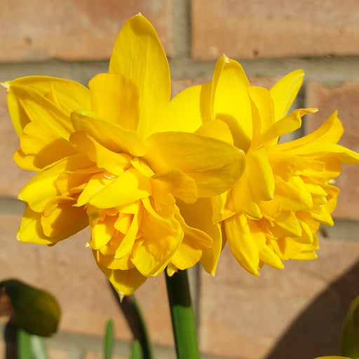 Narcissus Tete Boucle 20 Bulbs - Plants2Gardens
