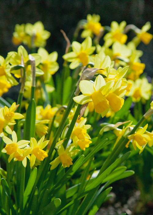 Dwarf Narcissus Lucky Dip 20 Bulb Pack - Plants2Gardens