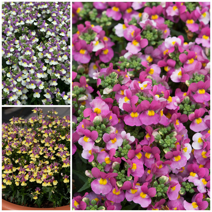 Nemesia Lady Collection 9 x 3cm - Plants2Gardens
