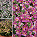 Nemesia Lady Collection 9 x 3cm - Plants2Gardens