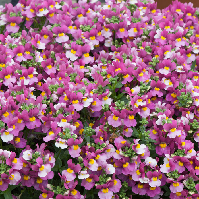 Nemesia Lady Collection 9 x 3cm - Plants2Gardens