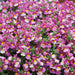 Nemesia Lady Collection 9 x 3cm - Plants2Gardens