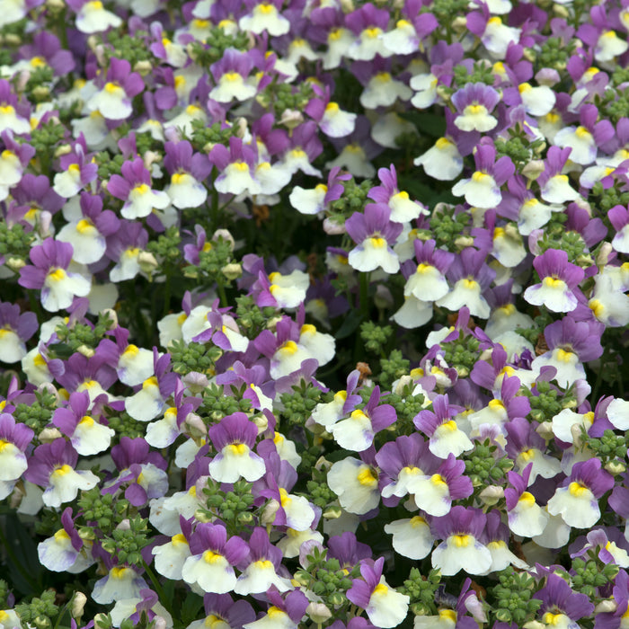 Nemesia Lady Collection 9 x 3cm - Plants2Gardens