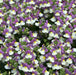 Nemesia Lady Collection 9 x 3cm - Plants2Gardens