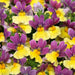 Nemesia Lady Collection 9 x 3cm - Plants2Gardens