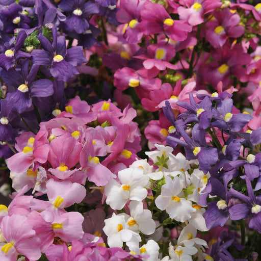 Nemesia Poetry 20 Plant Pack - Plants2Gardens