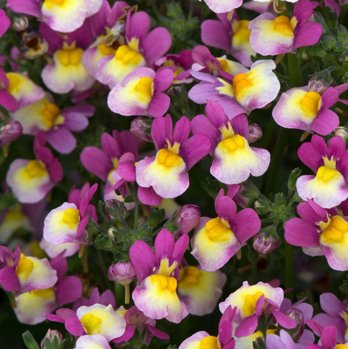 Nemesia Aroma Collection (6 x 6cm) Dispatches 6 May 2024 £20.00 by ...