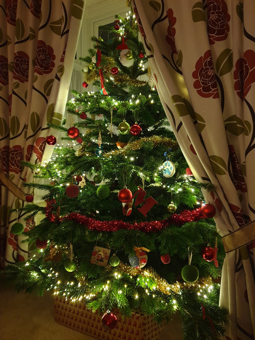 Nordmann Cut Christmas Tree Non Needle Drop - Plants2Gardens