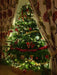 Nordmann Cut Christmas Tree Non Needle Drop - Plants2Gardens