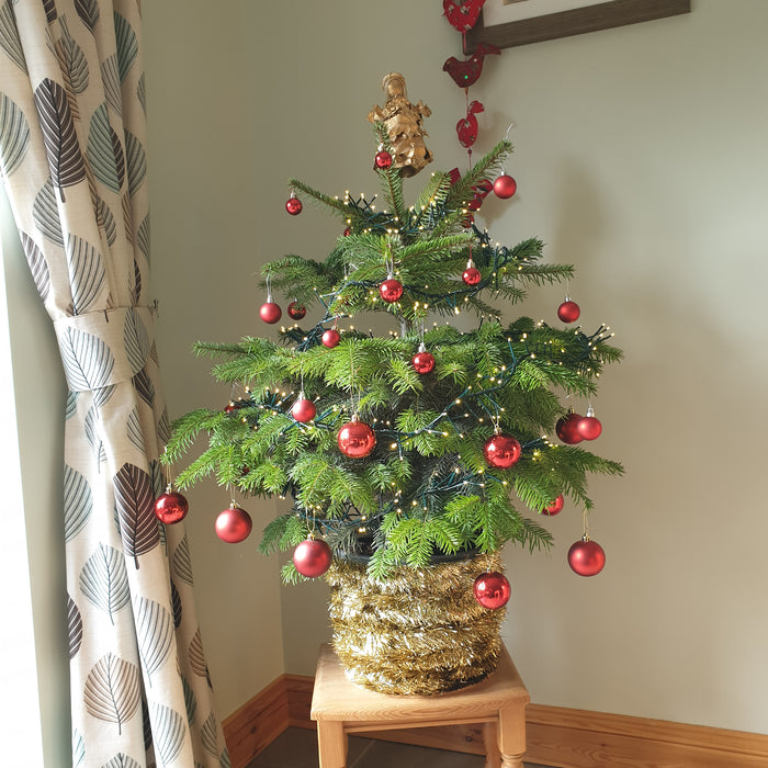 Nordmann Christmas Tree Pot Grown - Plants2Gardens