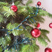 Nordmann Christmas Tree Pot Grown - Plants2Gardens