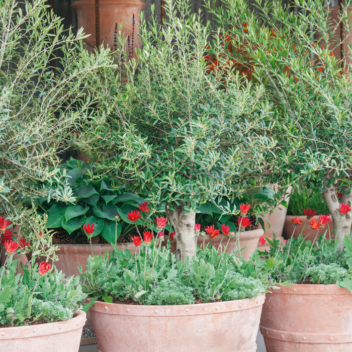 Olive Mini Standard - Plants2Gardens