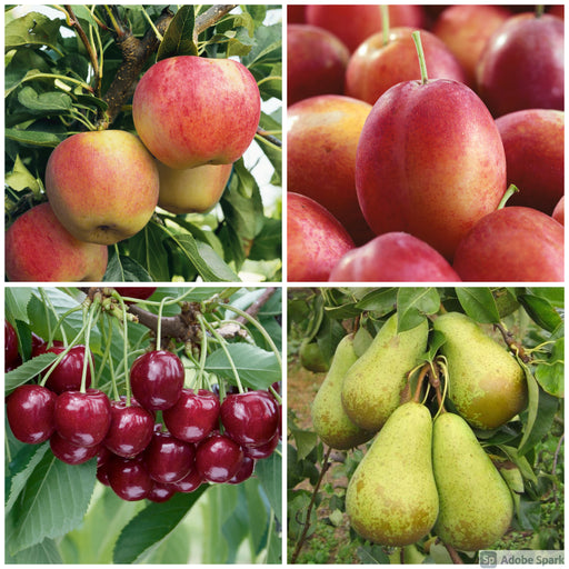 Mini Orchard Fruit Tree Collection - Plants2Gardens