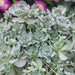 Orostachys iwarenge - Plants2Gardens
