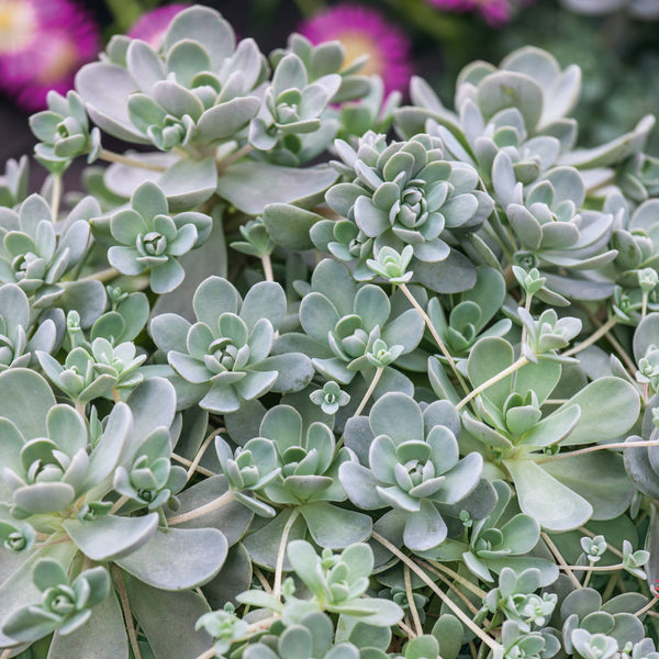 iwarenge succulent Buy Succulent Plants Online from Only £15.50 — Plants2Gardens