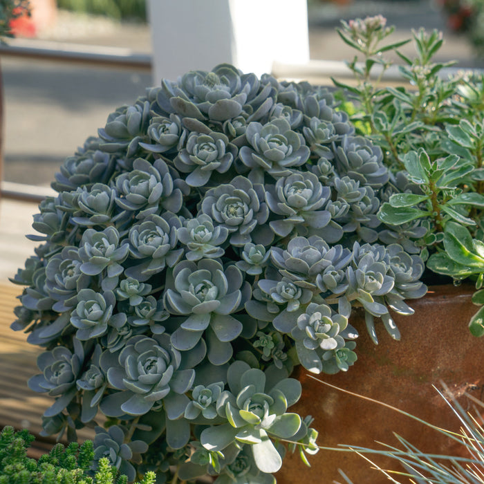 orostachys succulent Buy Succulent Plants Online from Only £15.50 — Plants2Gardens