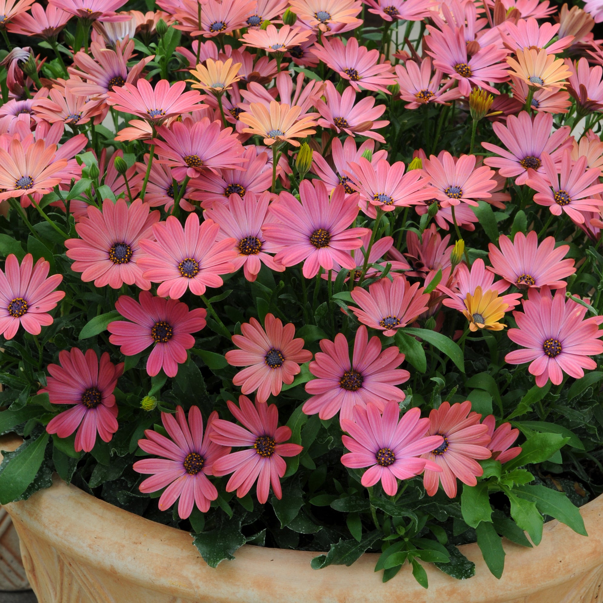 Drought Tolerant Bedding Plants Plants2Gardens