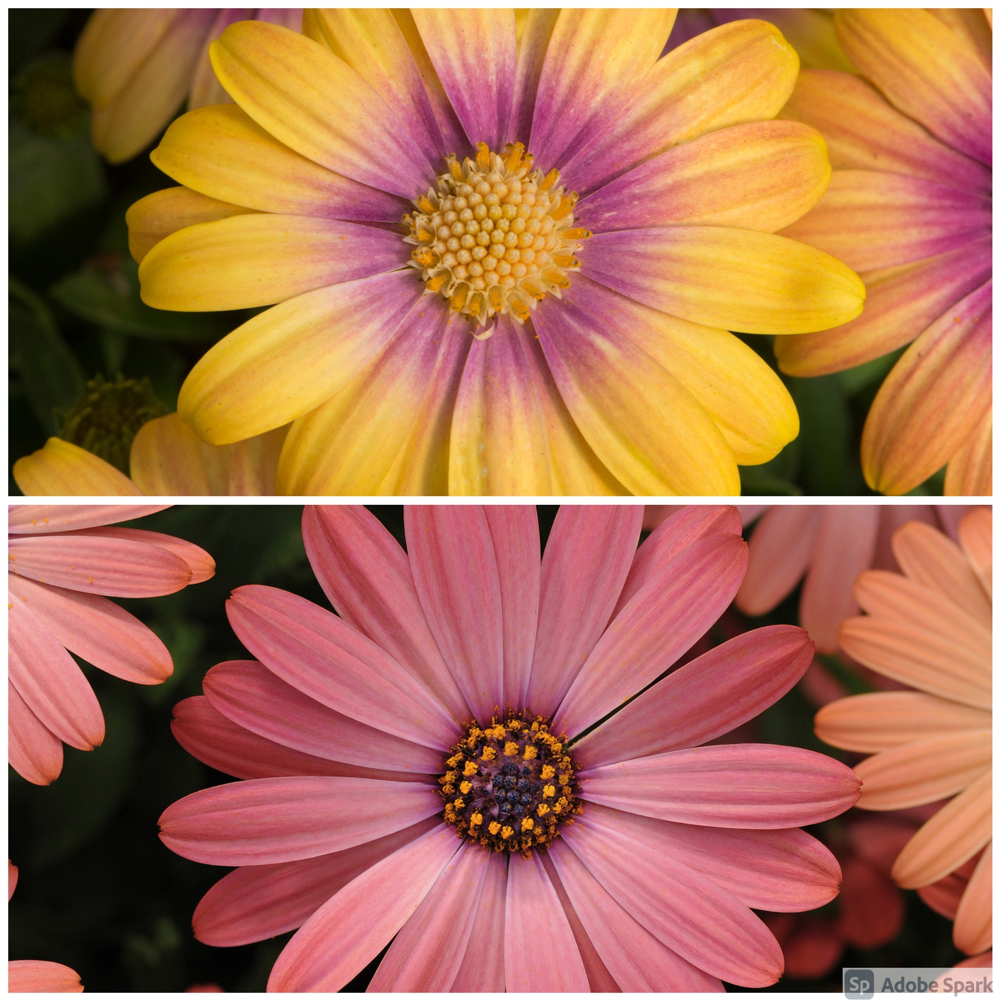 Drought Tolerant Bedding Plants Plants2Gardens