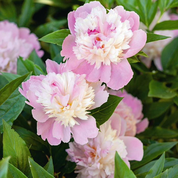 Peony Luxurious Collection 2023 - Plants2Gardens