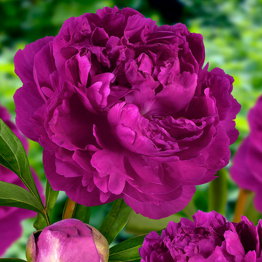 Peony Luxurious Collection 2022- Despatch From WC 18th October - Plants2Gardens