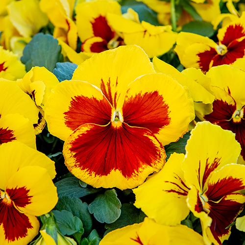 Pansy Prim Up Yellow Red Blotch 20 Plant Pack - Dispatches from25th September - Plants2Gardens