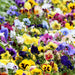 Pansy Mixed Colour 20 Plant Pack - Plants2Gardens