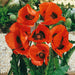 Poppy Oriental Garden 3 Jumbo Plant Pack - Plants2Gardens