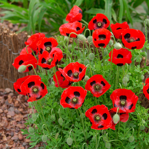 Papaver Ladybird 20 x 5cm - Dispatches from 29th May - Plants2Gardens