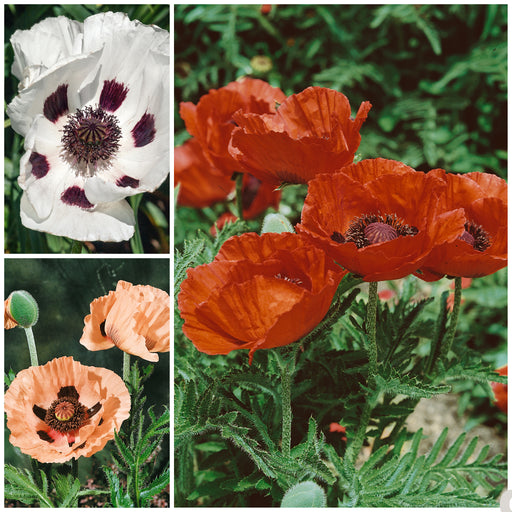 Poppy Oriental Garden 3 Jumbo Plant Pack - Plants2Gardens