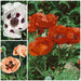 Poppy Oriental Garden 3 Jumbo Plant Pack - Plants2Gardens