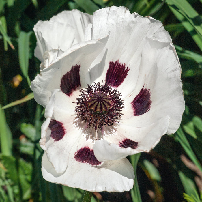 Poppy Oriental Garden 3 Jumbo Plant Pack - Plants2Gardens