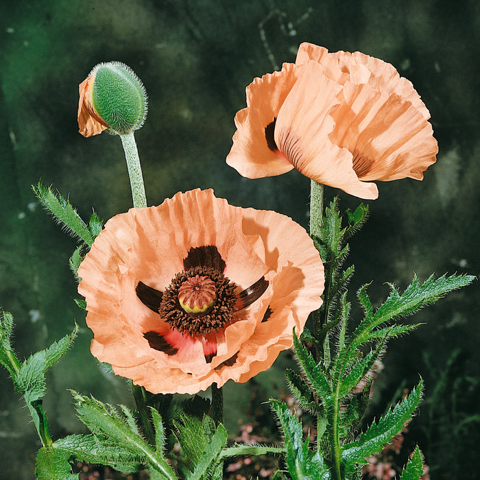 Poppy Oriental Garden 3 Jumbo Plant Pack - Plants2Gardens