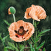Poppy Oriental Garden 3 Jumbo Plant Pack - Plants2Gardens