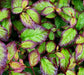 Parrotia persica Persian Spire 3ltr - Plants2Gardens