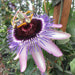 Passiflora Duo Pack - Despatch From WC 14th March 2022 - Plants2Gardens