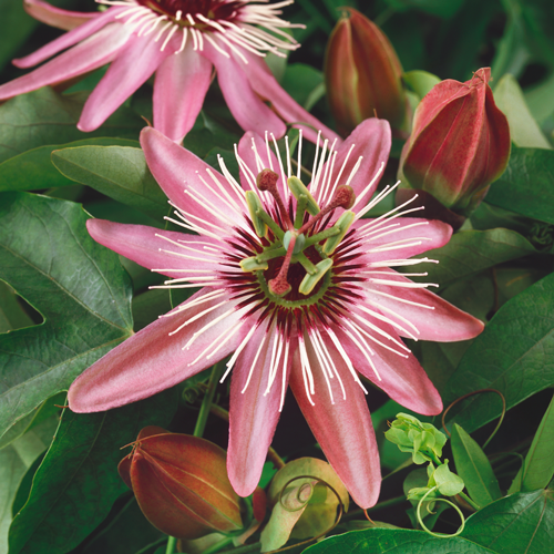 Passiflora Victoria - Plants2Gardens