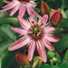 Passiflora Victoria - Plants2Gardens