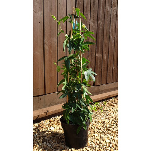 Passiflora Victoria - Plants2Gardens