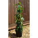 Passiflora Victoria - Plants2Gardens